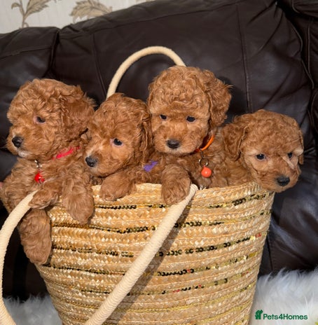 Toy Poodle dogs - Advert 2