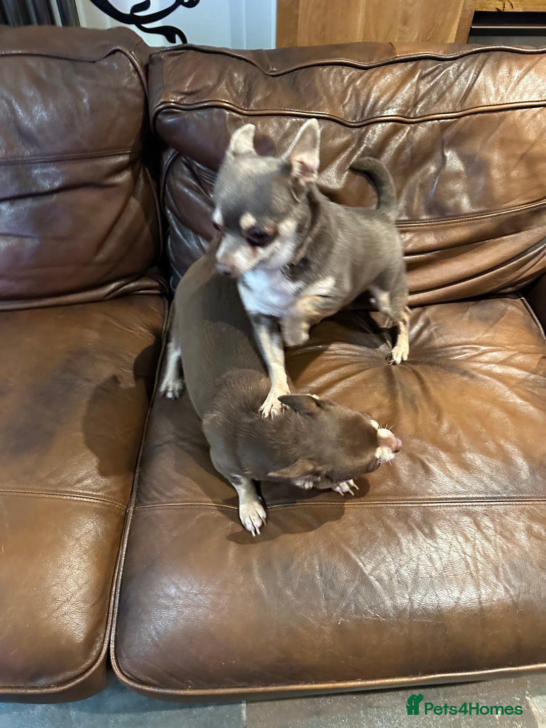Chihuahua dogs for sale: 2 Lovely Little Boys - Advert 7