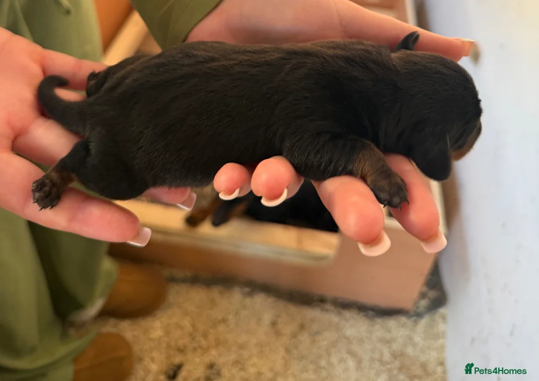 Miniature Dachshund dogs for sale: Miniature dachshund - Advert 7