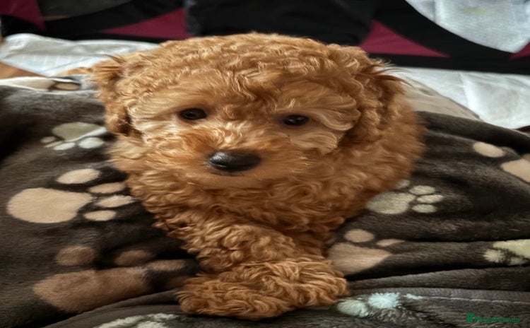 Toy Poodle dogs Gorgeous Fox Red Toy Poodle Females😍 Only 1 LEFT - Advert 7