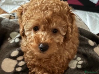 Toy Poodle dogs Gorgeous Fox Red Toy Poodle Females😍 Only 1 LEFT - Advert 1