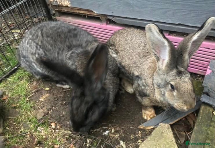 Continental Giant rabbits Continental Giant Baby Rabbits 3 Girls & 1 Buck - Advert 1