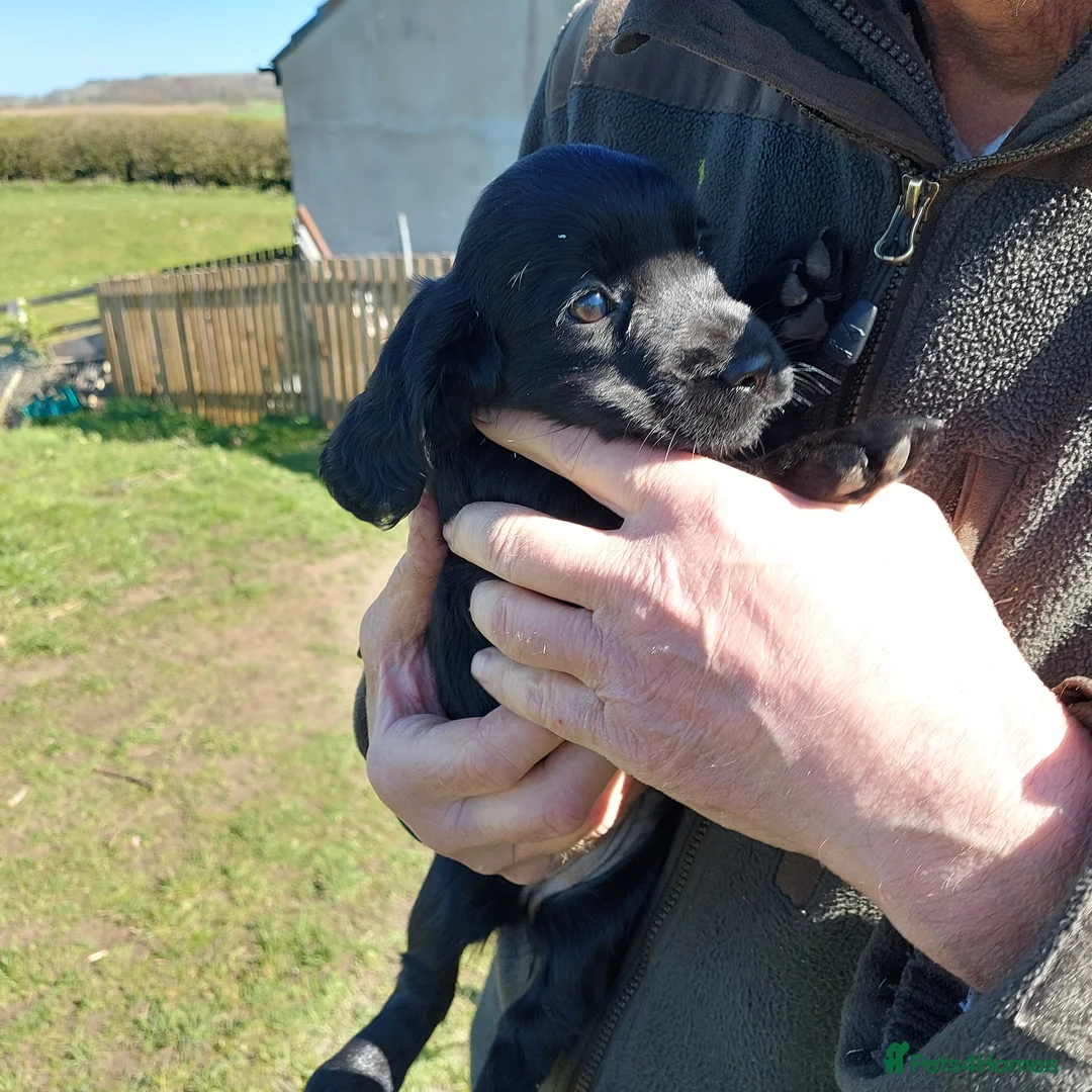 Cocker Spaniel dogs for sale: First class cocker spaniel pups. - Advert 2