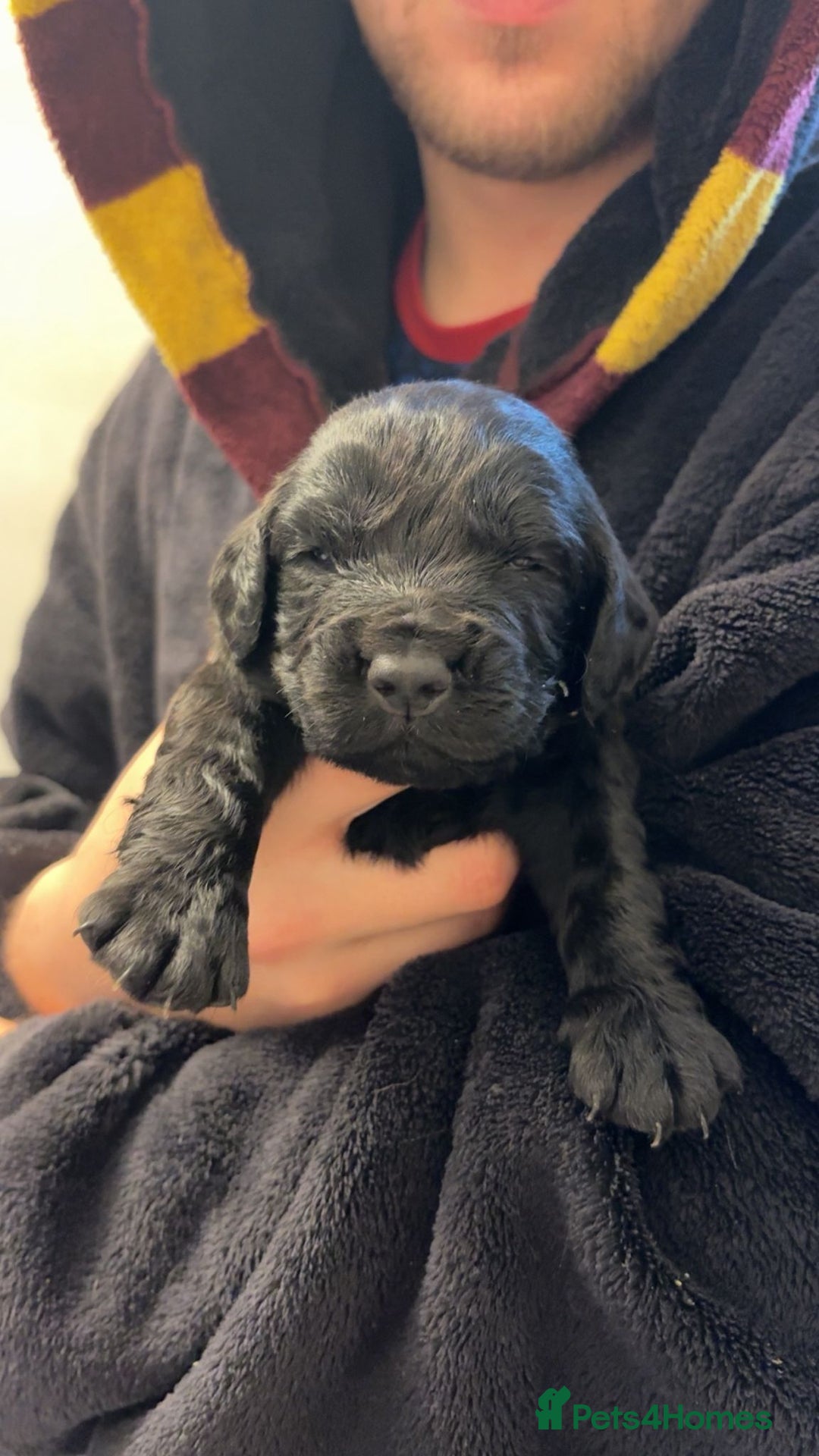 Cocker Spaniel dogs for sale: Cocker spaniel puppies - Advert 9