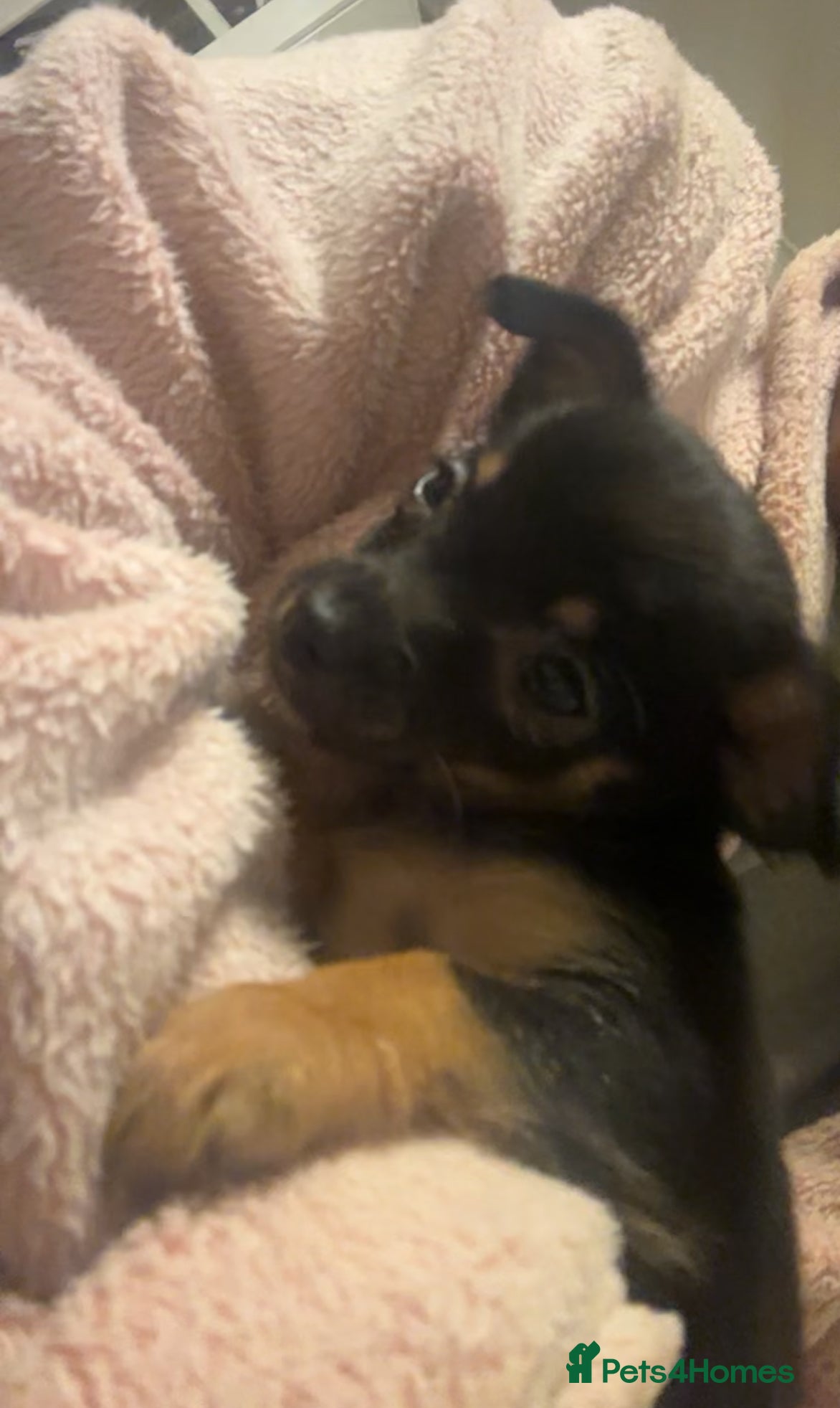 Chorkie dogs Chorkie Puppy – Calm Temperament - Advert 1