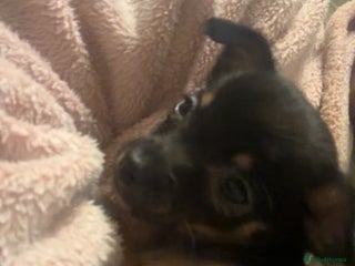 Chorkie dogs Chorkie Puppy – Calm Temperament - Advert 2