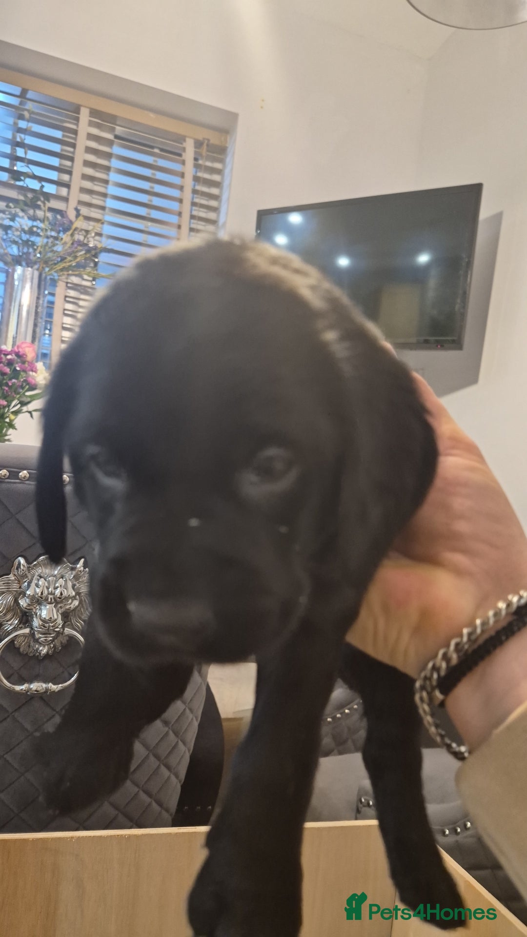 Labrador Retriever dogs for sale: Black labradors for sale  - Advert 2