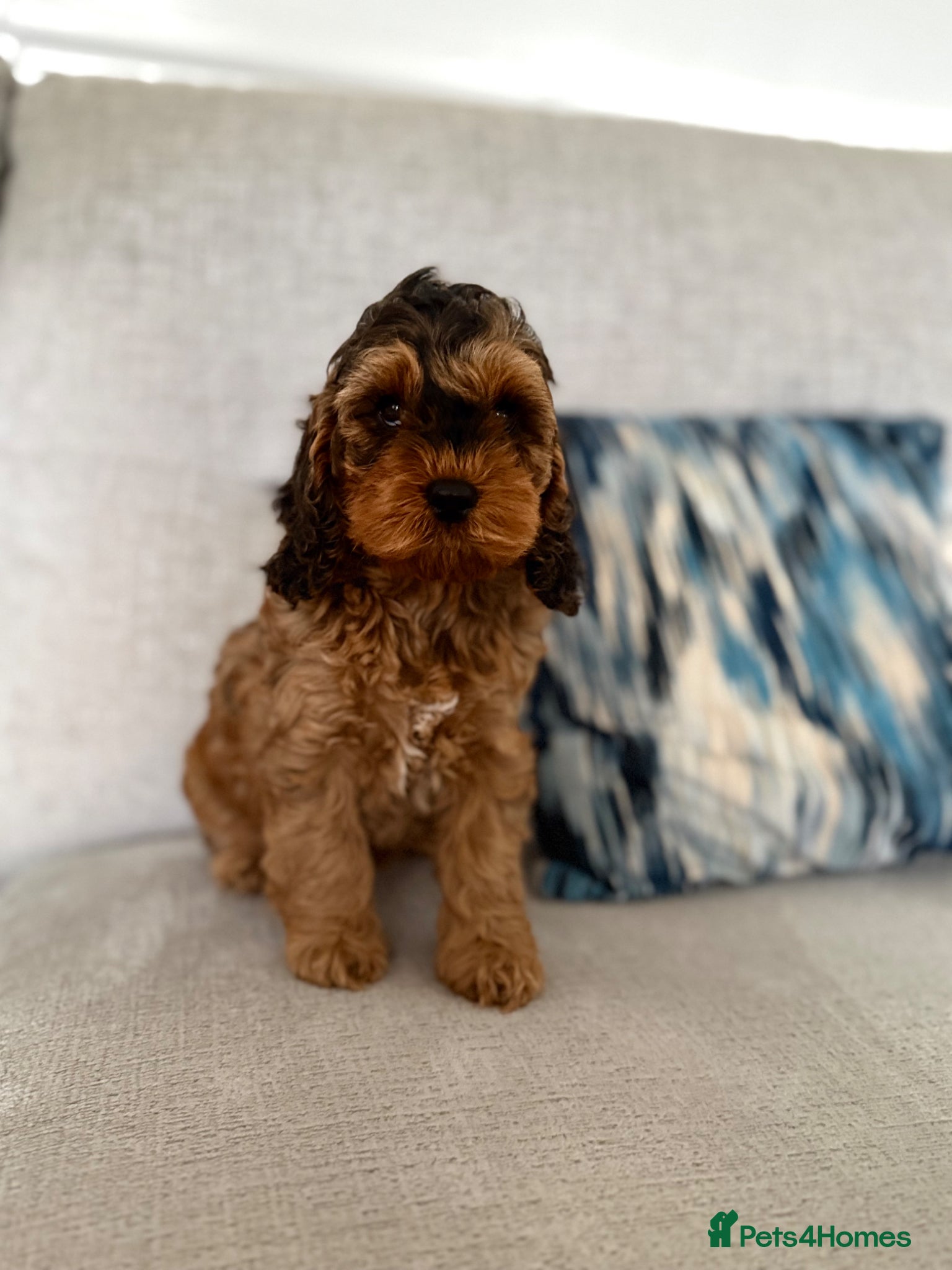Cockapoo dogs F1 cockapoo puppies - last boy available  - Advert 3