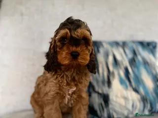 Cockapoo dogs F1 cockapoo puppies - last boy available - Advert 3