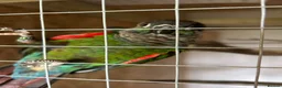 Conures birds for sale: Pearly conures  - Advert 2