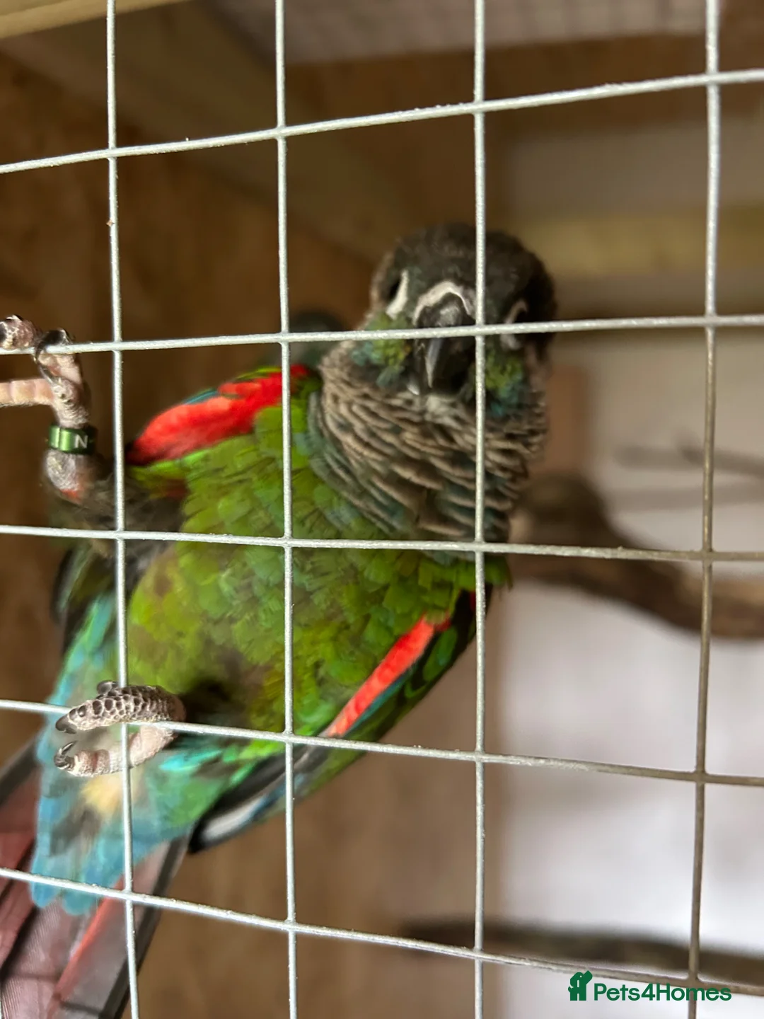 Conures birds for sale: Pearly conures  - Advert 2