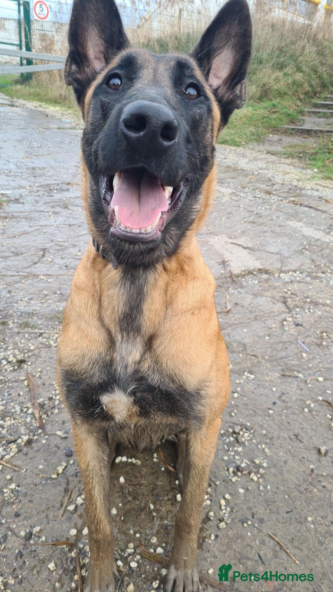 Belgian Shepherd Dog dogs Male Belgian Malinois Bucky - Advert 2