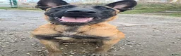 Belgian Shepherd Dog dogs for sale: Male Belgian Malinois Bucky - Advert 1