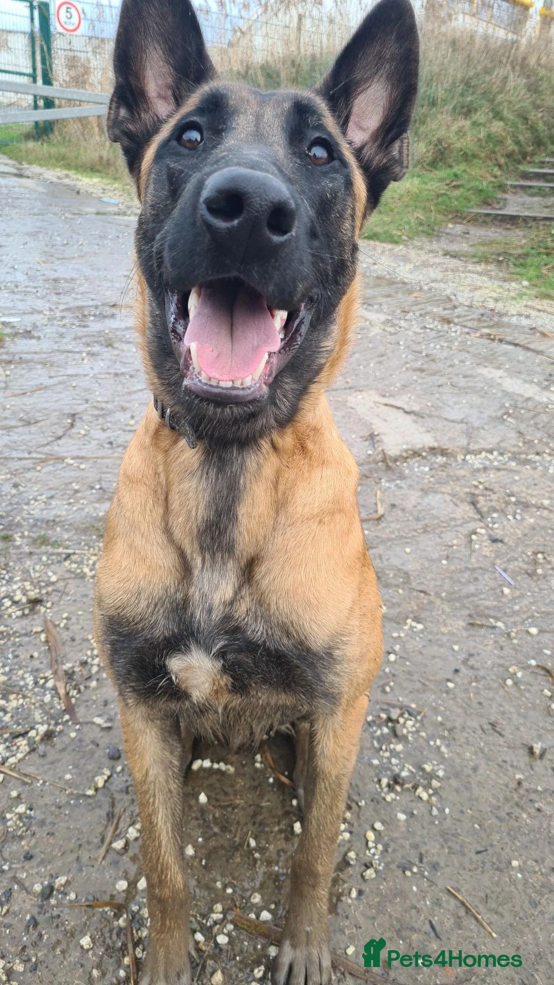 Belgian Shepherd Dog dogs for sale: Male Belgian Malinois Bucky - Advert 1