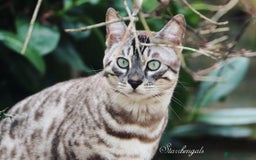 Bengal cats for sale: 🌟Pedigree bengal kittens🌟 - Image 1