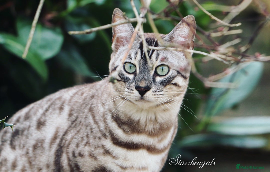 Bengal cats for sale: 🌟Pedigree bengal kittens🌟 - Image 1