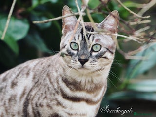 Bengal cats - Advert 25