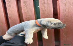 Cane Corso dogs for sale: cane corso pups - Image 11
