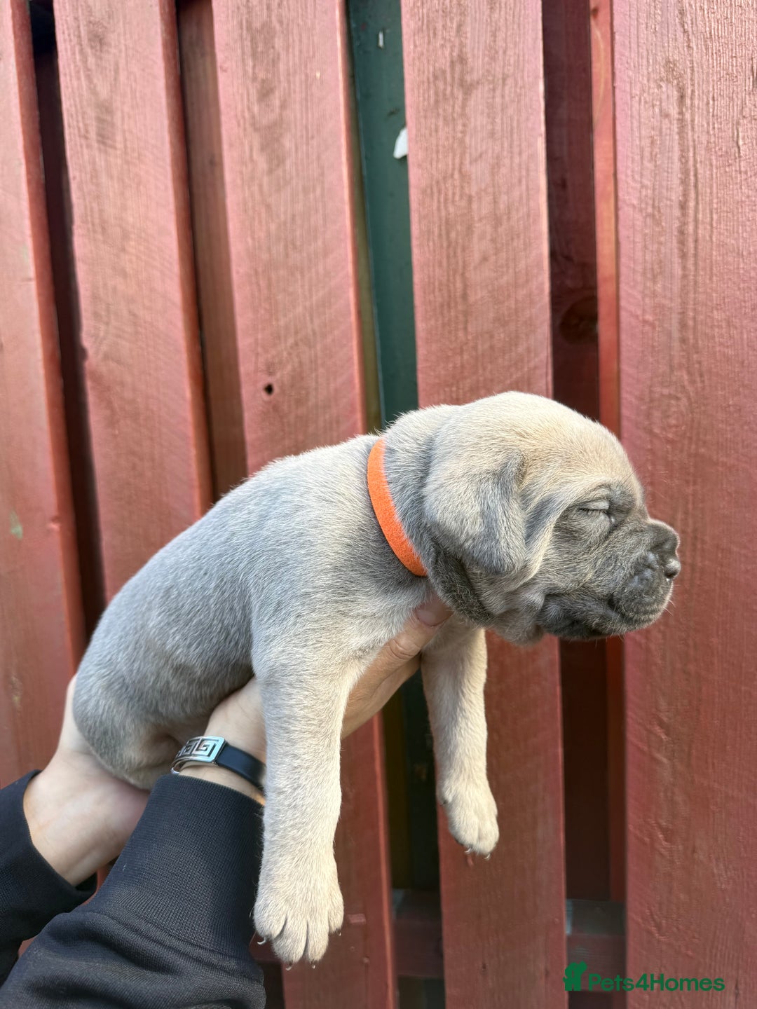 Cane Corso dogs for sale: cane corso pups - Image 11