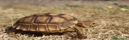 Tortoise reptiles for sale: BABY SULCATAS AND SET UPS - Advert 11