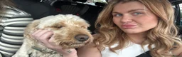 Cockapoo dogs for sale: 4yr old cockapoo for sale  - Advert 5