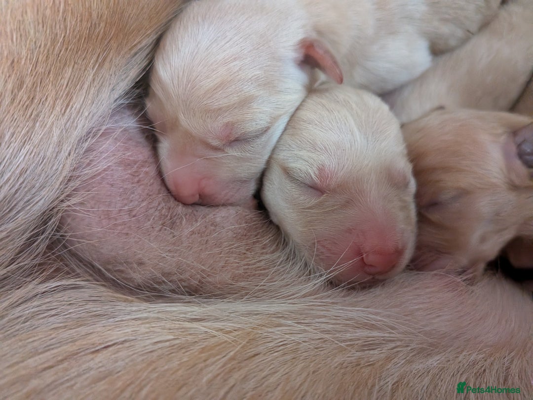 Goldador dogs for sale: Goldador puppies - all reserved  - Advert 21