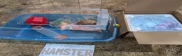 Hamster rodents for sale: B&W Male Syrian hamster cage and accessories  - Advert 2