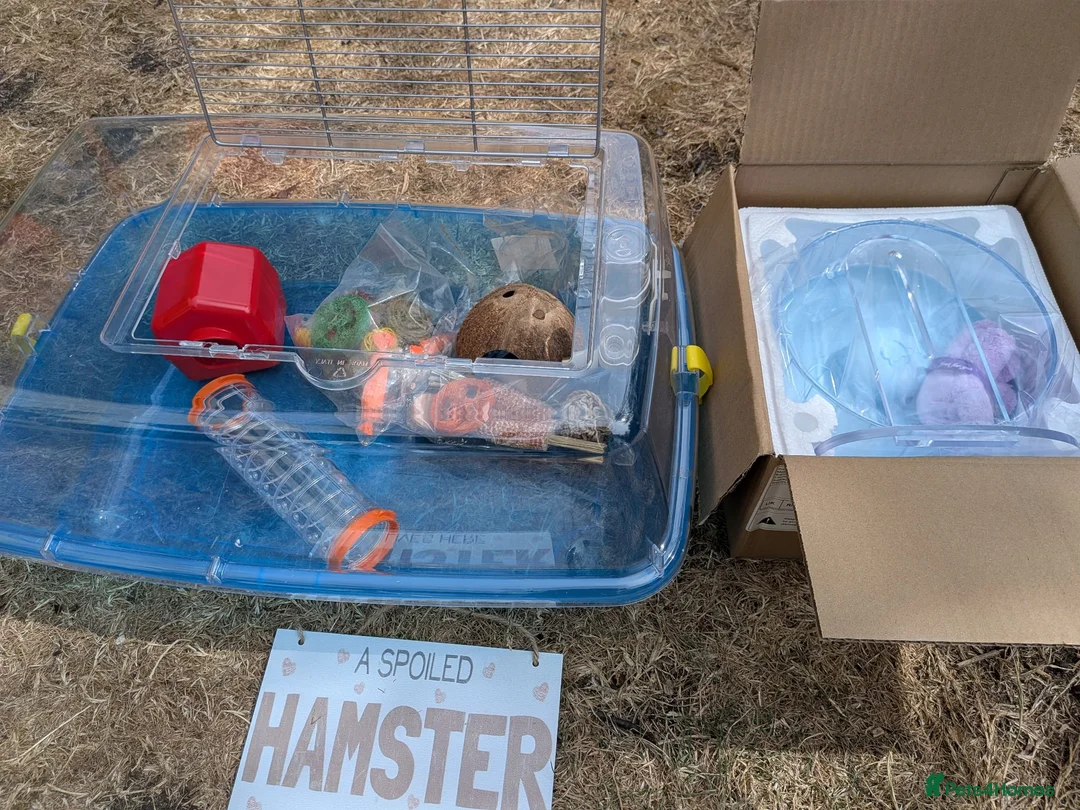 Hamster rodents for sale: B&W Male Syrian hamster cage and accessories  - Advert 2