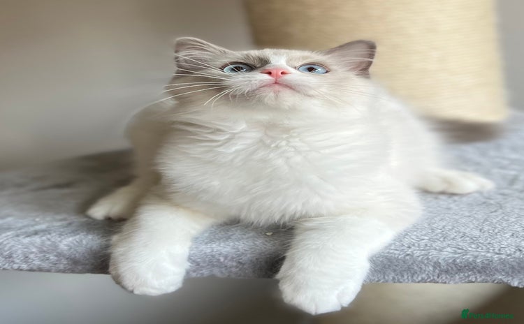 Ragdoll cats - Advert 14