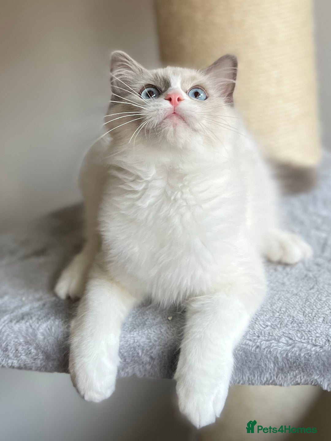 Ragdoll cats for sale: Big, cuddling cat therapist - Image 1