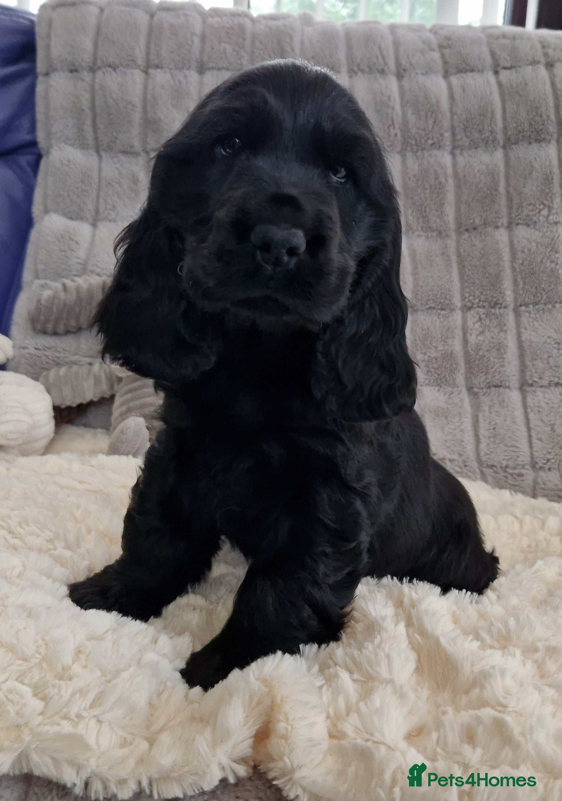 Cocker Spaniel dogs Pedigree English Cocker Spaniel Puppies for sale - Advert 4