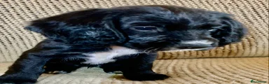  Puppy 6