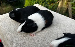 Guinea Pig rodents for sale: Sows/ Female Guinea pigs - Image 12