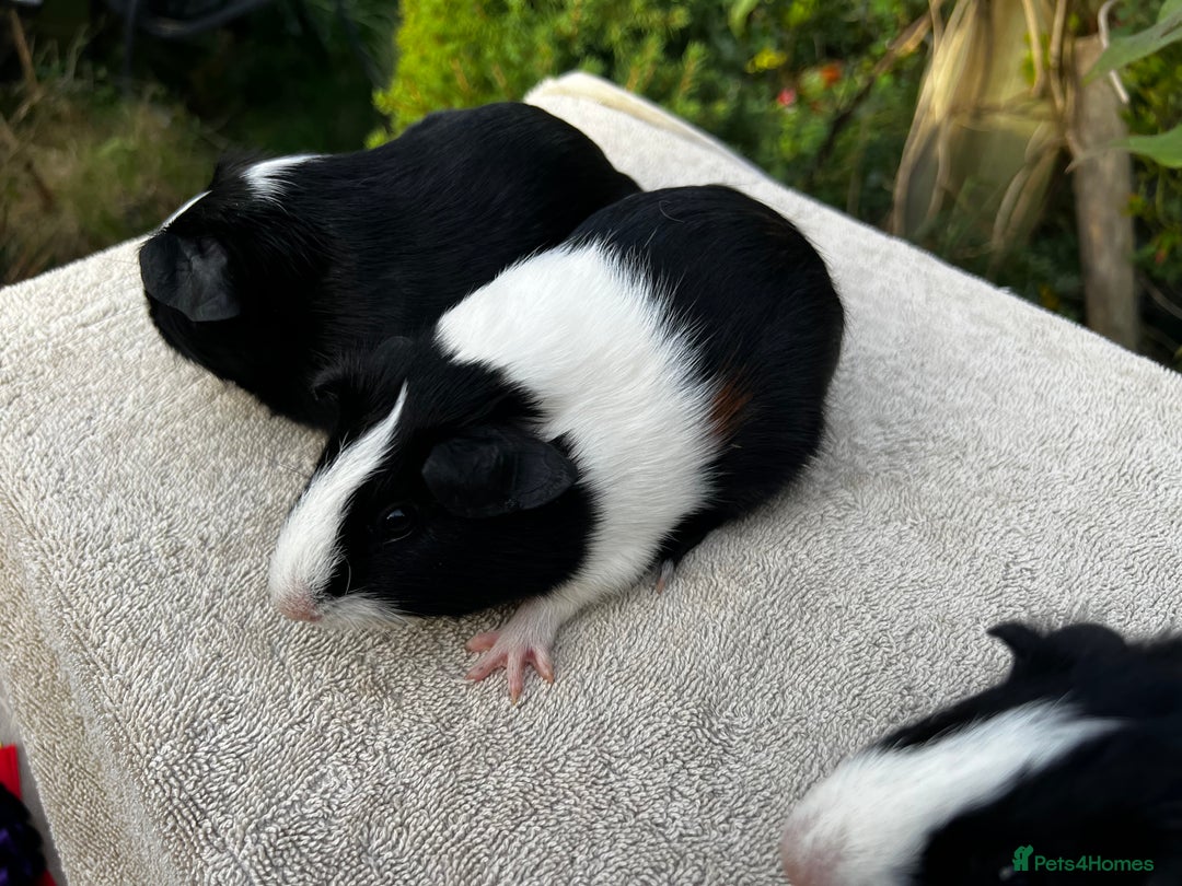 Guinea Pig rodents for sale: Sows/ Female Guinea pigs - Image 12