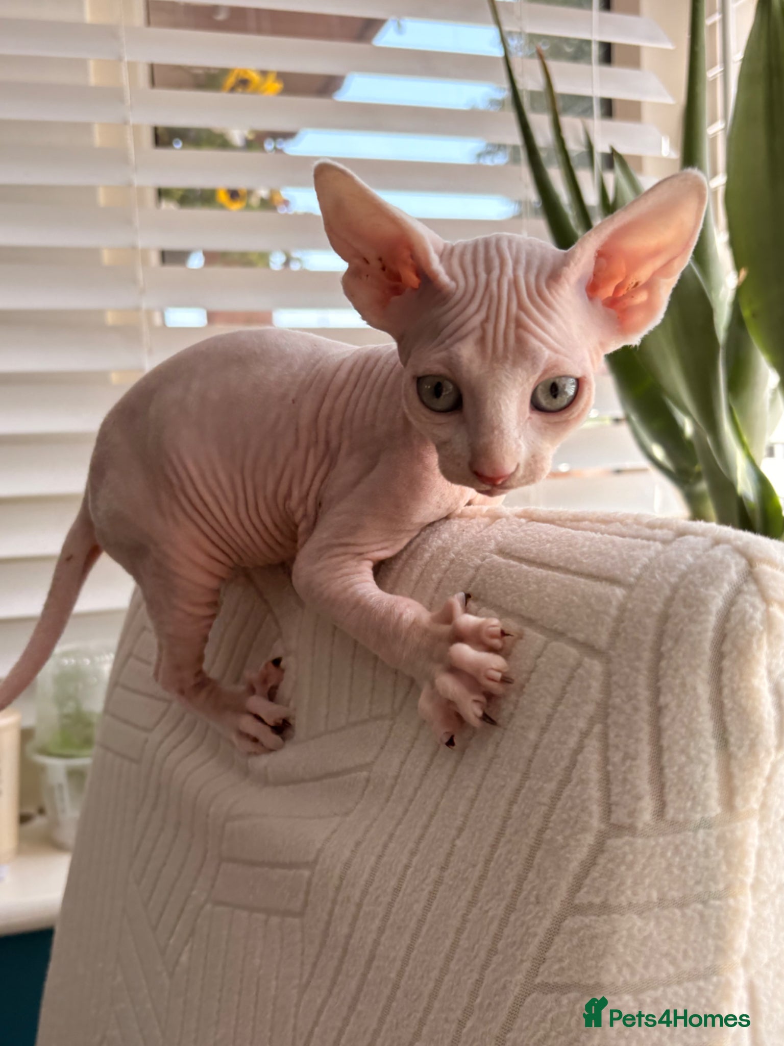 Sphynx cats Sphynx bambino kittens available 🐈‍⬛🐈 - Advert 2