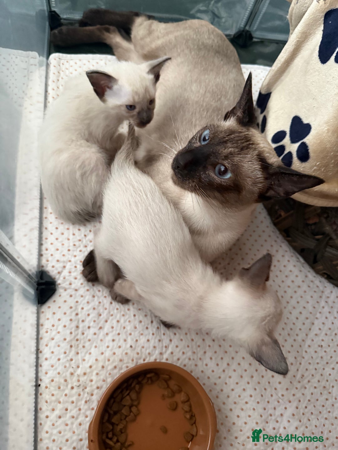 Siamese cats for sale: 2 male sealpoint siamese  - Image 13