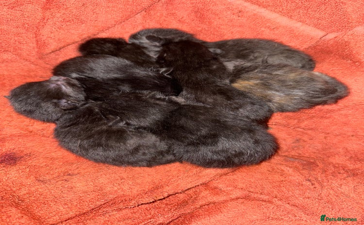 Mixed Breed cats - Advert 4