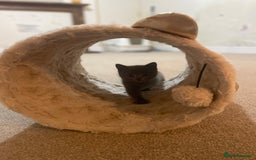 Russian Blue cats for sale: Gorgeous Russian blue/British Shorthair kittens - Advert 13