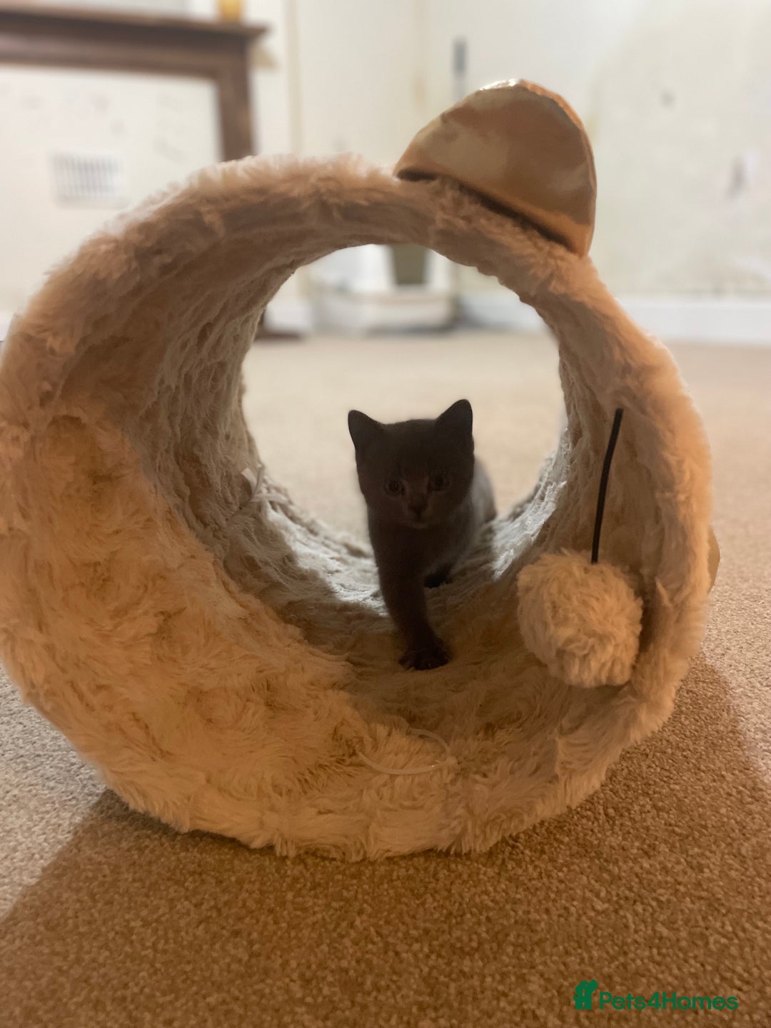 Russian Blue cats for sale: Gorgeous Russian blue/British Shorthair kittens - Advert 13