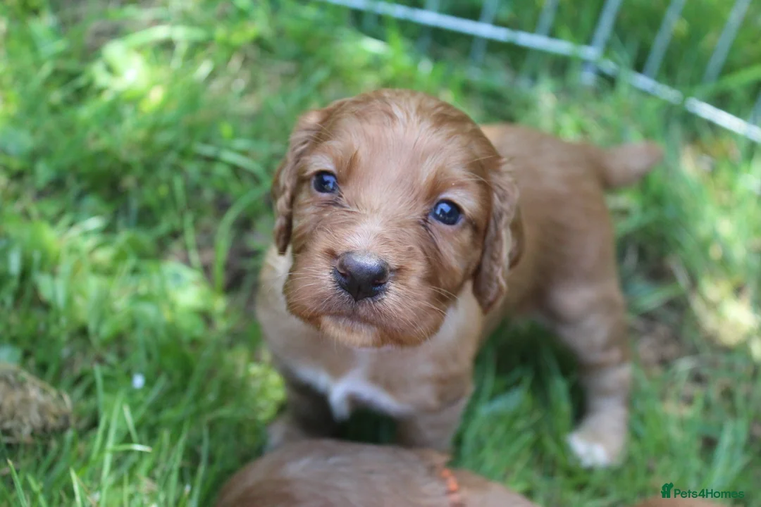 Cocker Spaniel dogs for stud: Fully Health Tested Dark Red W/Cocker Spaniel Stud in Totnes - Advert 12