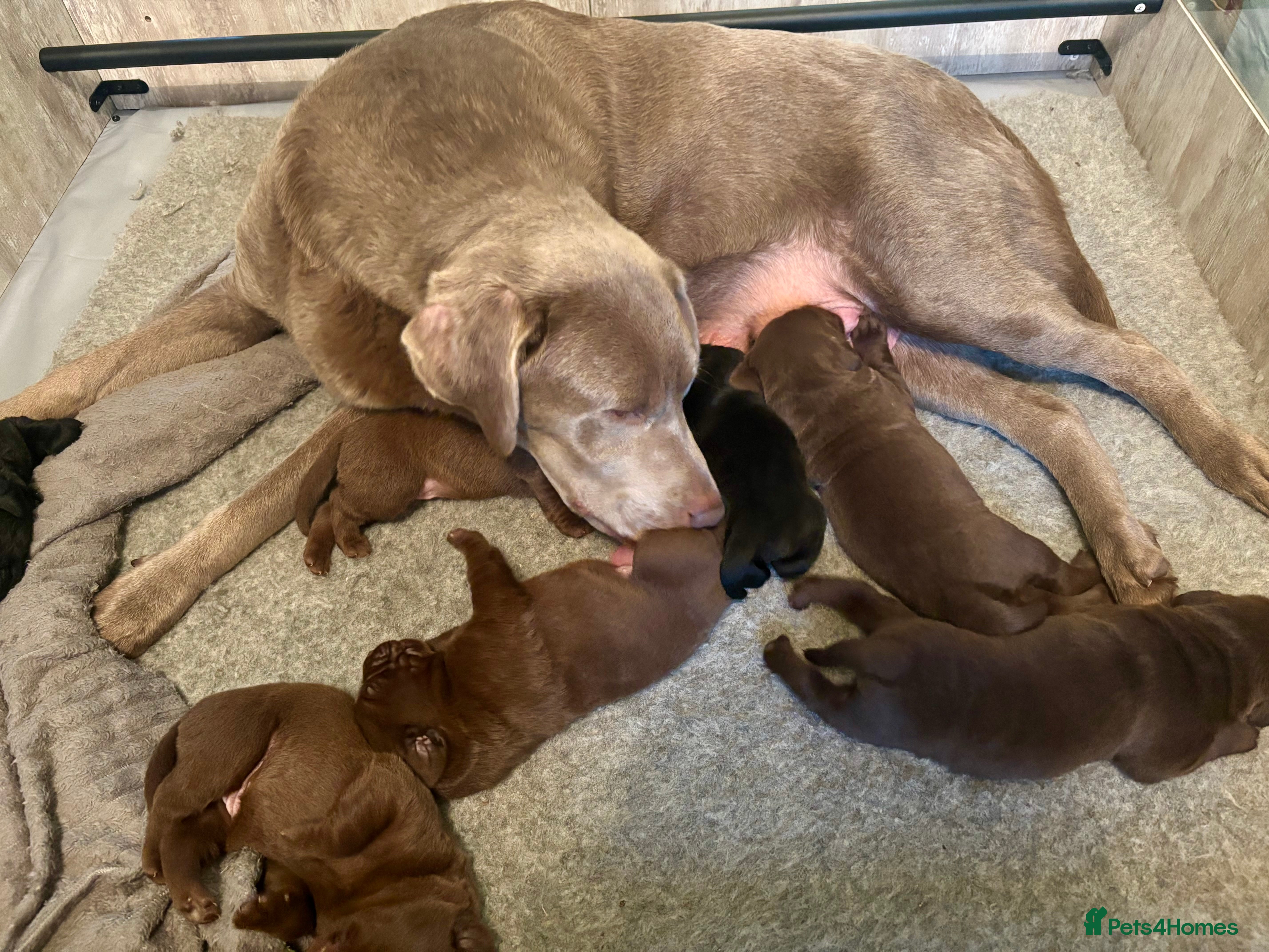 Labrador Retriever dogs Chocolate and Black Labrador Puppies - Advert 1