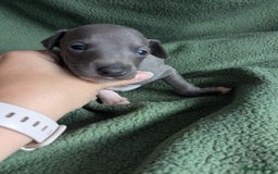 Italian Greyhound dogs for sale: Beautiful KC registered ITALIAN GREYHOUNDS  - Image 12
