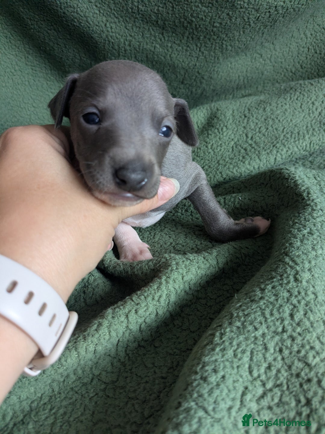 Italian Greyhound dogs for sale: Beautiful KC registered ITALIAN GREYHOUNDS  - Image 12
