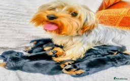 Yorkshire Terrier dogs for sale: Playful Yorkshire terrier puppies - Image 6