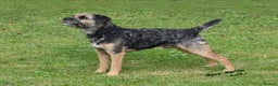 Border Terrier dogs for stud: Handsome proven stud - Advert 1