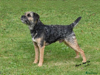 Border Terrier dogs Handsome proven stud - Advert 13
