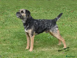 Border Terrier dogs Handsome proven stud - Advert 8