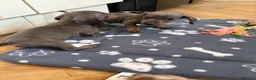 Dachshund dogs for sale: Dachshund Puppies - Advert 10