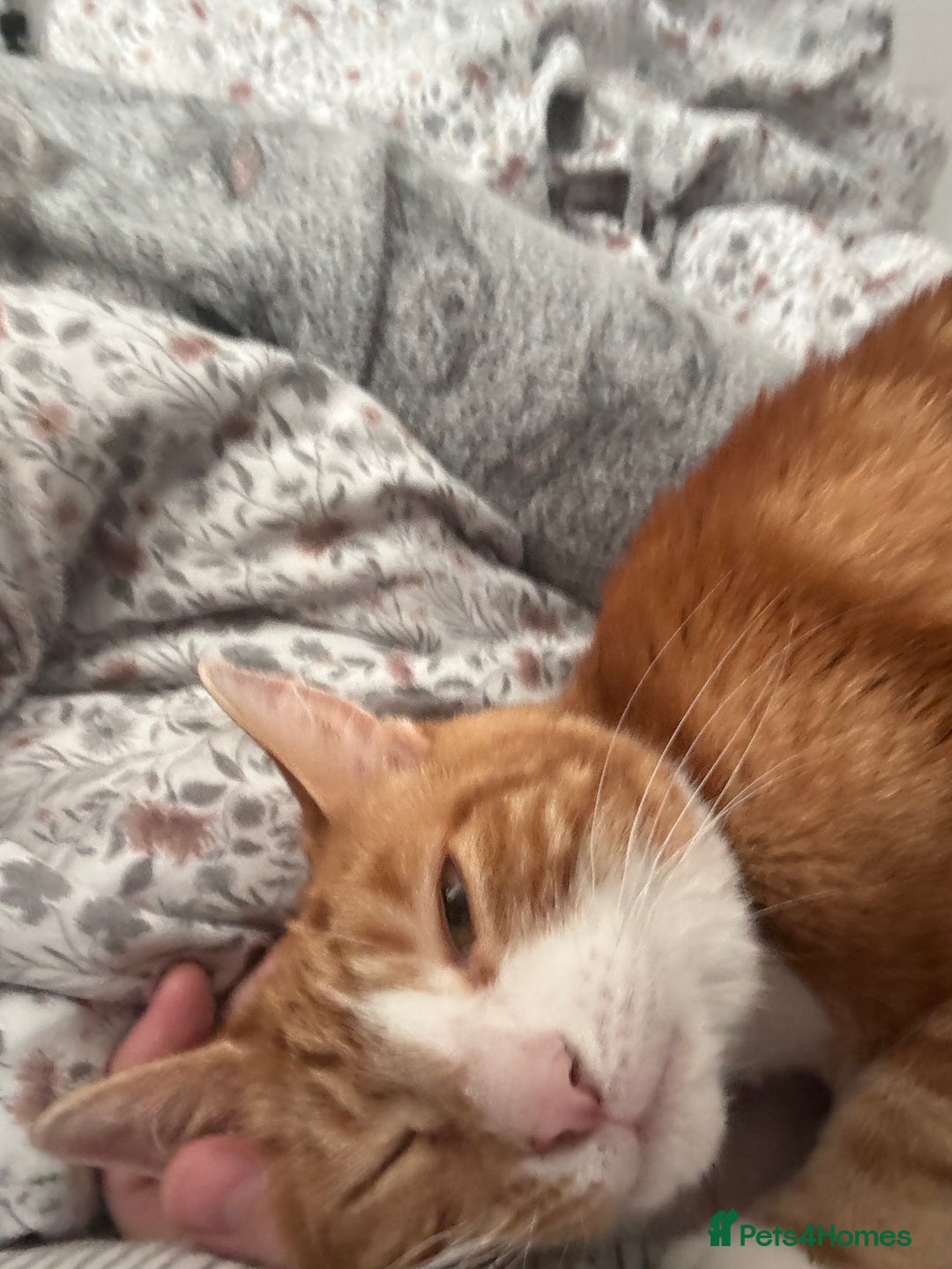 Mixed Breed cats for sale: Marla ginger cat  - Advert 11