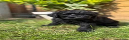Australian Labradoodle dogs for sale: 6 Australian Labradoodles Pups - READY NOW - Advert 5